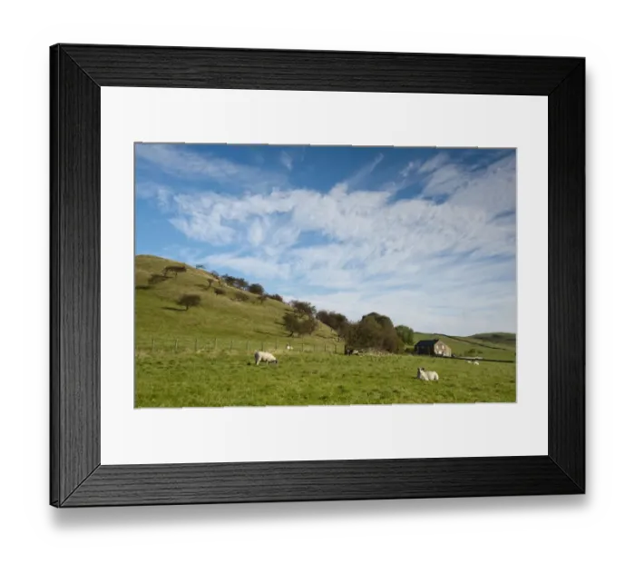 Framed Print : Domestic Sheep, ewes in pasture, under cloudy sky, Whitewell, Clitheroe, Lancashire, England, september Framed Print : Domestic Sheep, ewes in pasture, under cloudy sky, Whitewell, Clitheroe, Lancashire, England, september