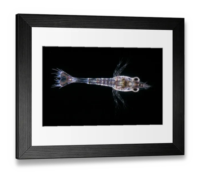 Framed Print : Common Shrimp (Crangon vulgaris) 1st larva / x 9 Framed Print : Common Shrimp (Crangon vulgaris) 1st larva / x 9