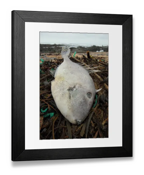 Framed Print : Grey Triggerfish (Balistes capriscus) dead adult, washed up on beach strandline, Widemouth Bay, Cornwall, England, january Framed Print : Grey Triggerfish (Balistes capriscus) dead adult, washed up on beach strandline, Widemouth Bay, Cornwall, England, january