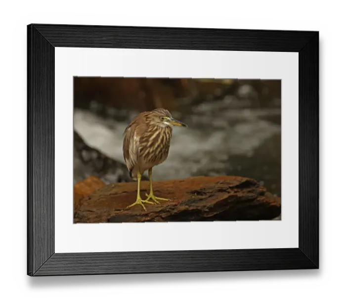 Framed Print : Chinese Pond-heron (Ardeola bacchus) adult, non-breeding plumage, standing on rock beside mountain stream, Kaeng Krachan N. P. Thailand, november Framed Print : Chinese Pond-heron (Ardeola bacchus) adult, non-breeding plumage, standing on rock beside mountain stream, Kaeng Krachan N. P. Thailand, november