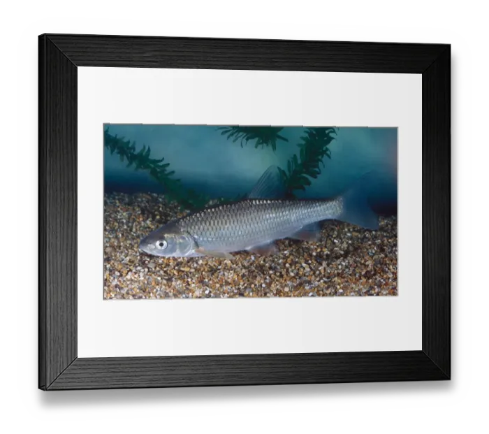 Framed Print : Fish - Dace (Leuciseus leuciseus) Framed Print : Fish - Dace (Leuciseus leuciseus)