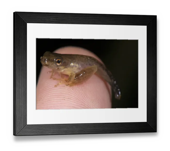 Framed Print : Treefrog (Dendropsophus sp. ) newly metamorphosed froglet, with remaining parts of tail, sitting on finger, Los Amigos Biological Station, Madre de Dios, Amazonia, Peru Framed Print : Treefrog (Dendropsophus sp. ) newly metamorphosed froglet, with remaining parts of tail, sitting on finger, Los Amigos Biological Station, Madre de Dios, Amazonia, Peru