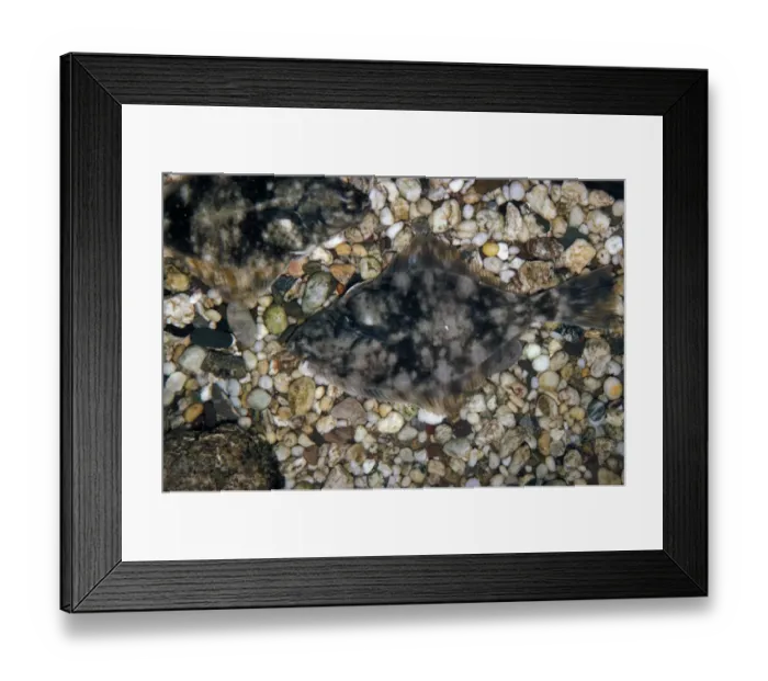 Framed Print : Fish - Flounder (Platichthys flesus) Flounders on pebbles / well camouflaged Framed Print : Fish - Flounder (Platichthys flesus) Flounders on pebbles / well camouflaged
