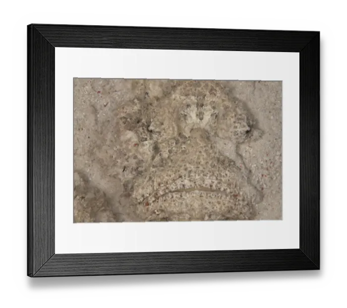 Framed Print : Reef Stonefish (Synanceia verrucosa) adult, close-up of head, buried in sand, Mabul Island, Sabah, Borneo, Malaysia Framed Print : Reef Stonefish (Synanceia verrucosa) adult, close-up of head, buried in sand, Mabul Island, Sabah, Borneo, Malaysia