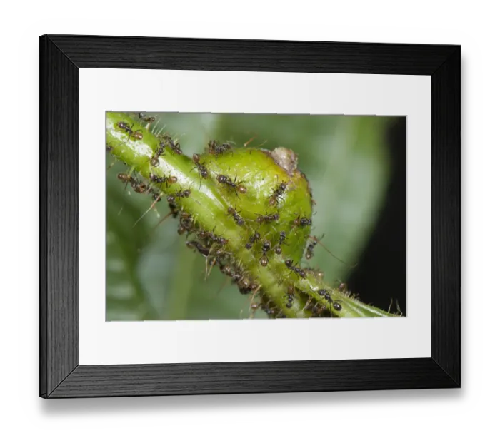 Framed Print : Ant (Azteca sp. ) adults, group on Tococa (Tococa guianensis) myrmerophytic plant, ants protect plant from parasites and give to it azote of their excrements and plant gives shelter to ants inside enlarged parts of leaves called domatia