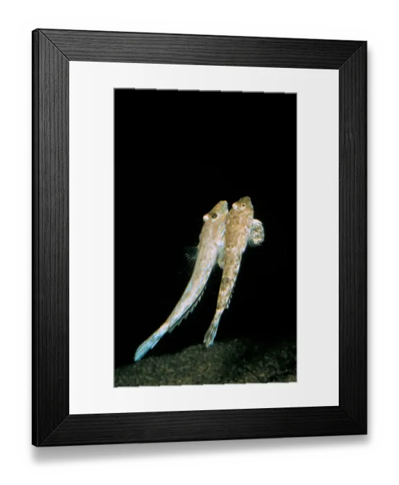 Framed Print : Common Dragonet (Callionymus lyra) Male and female begin nuptial swim Framed Print : Common Dragonet (Callionymus lyra) Male and female begin nuptial swim