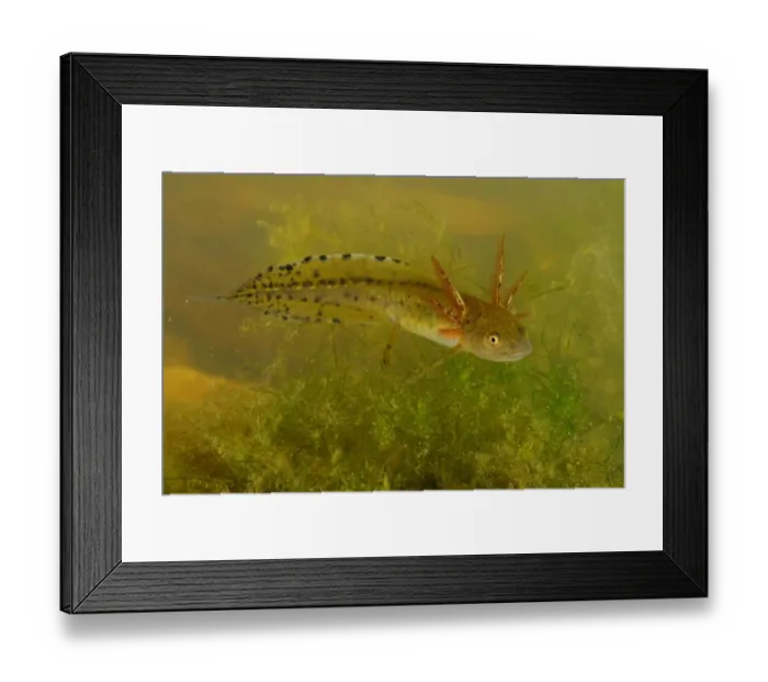 Framed Print : Italian Crested Newt (Triturus carnifex) larva, underwater, Italy, june Framed Print : Italian Crested Newt (Triturus carnifex) larva, underwater, Italy, june