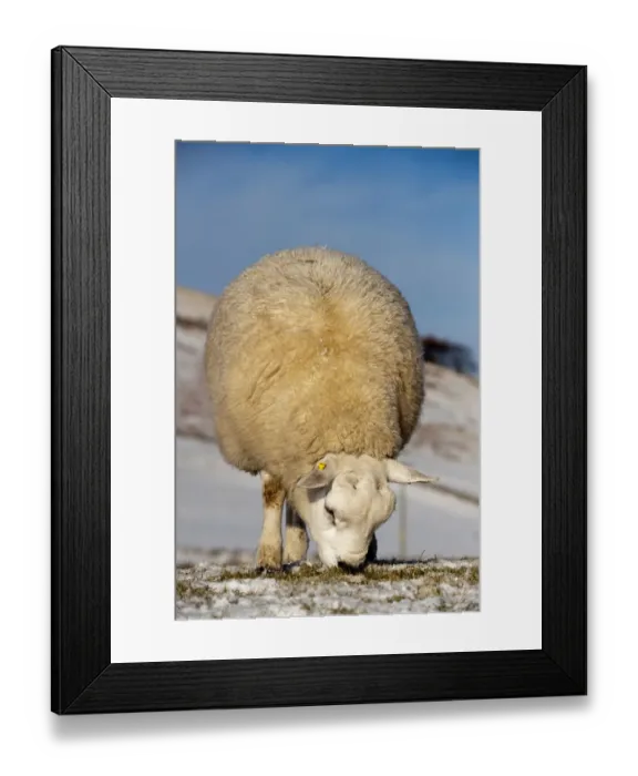 Framed Print : Domestic Sheep, Texel ram, grazing in snow covered pasture, England, december Framed Print : Domestic Sheep, Texel ram, grazing in snow covered pasture, England, december