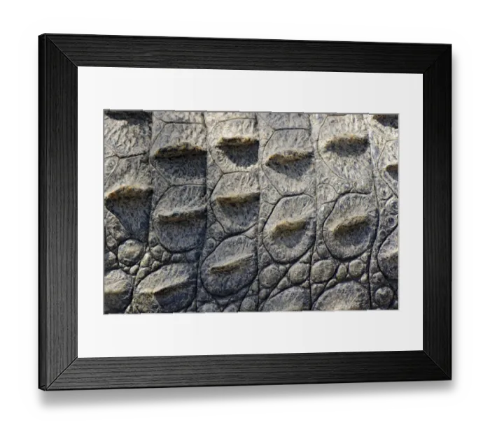 Framed Print : Nile Crocodile (Crocodylus niloticus) adult, close-up of skin, South Africa (captive)