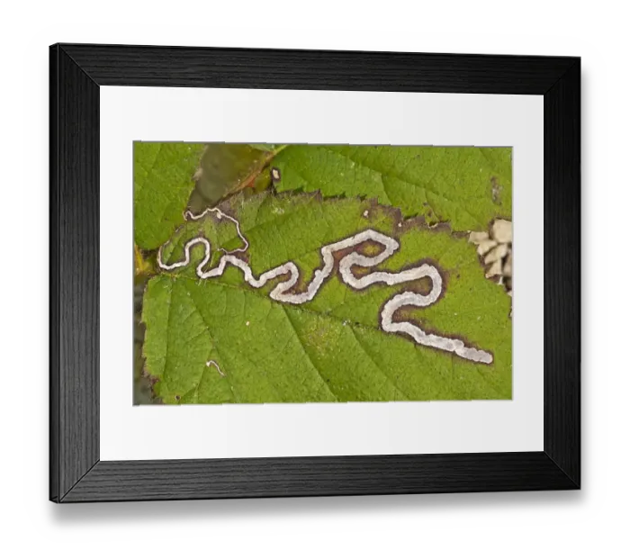 Framed Print : Leaf Mine Moth (Stigmella aurella) larval mine in bramble leaf, Warwickshire, England, april Framed Print : Leaf Mine Moth (Stigmella aurella) larval mine in bramble leaf, Warwickshire, England, april