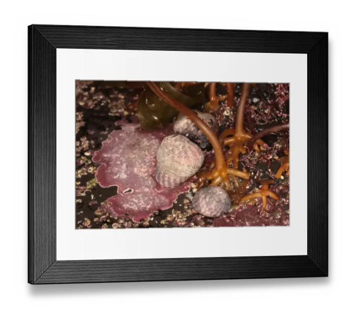 Framed Print : Purple Topshell (Gibbula umbilicalis) adults, on rocks beside seaweed holdfasts, Kimmeridge, Dorset, England, february Framed Print : Purple Topshell (Gibbula umbilicalis) adults, on rocks beside seaweed holdfasts, Kimmeridge, Dorset, England, february