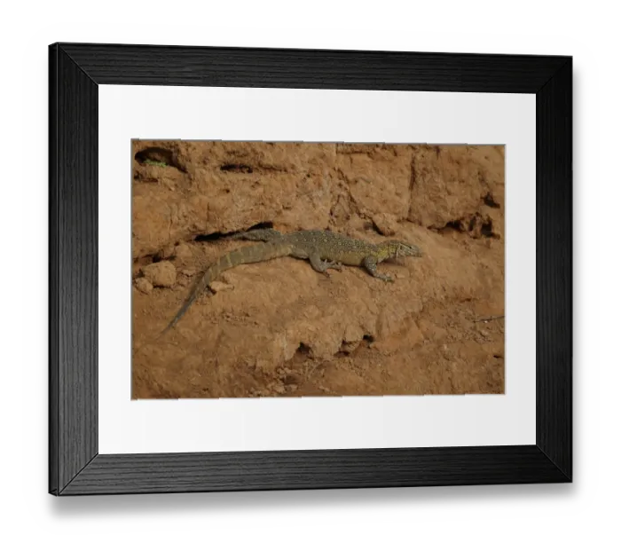 Framed Print : Nile Monitor (Varanus niloticus) adult, on riverbank, Niokolo-Koba, Senegal, february Framed Print : Nile Monitor (Varanus niloticus) adult, on riverbank, Niokolo-Koba, Senegal, february