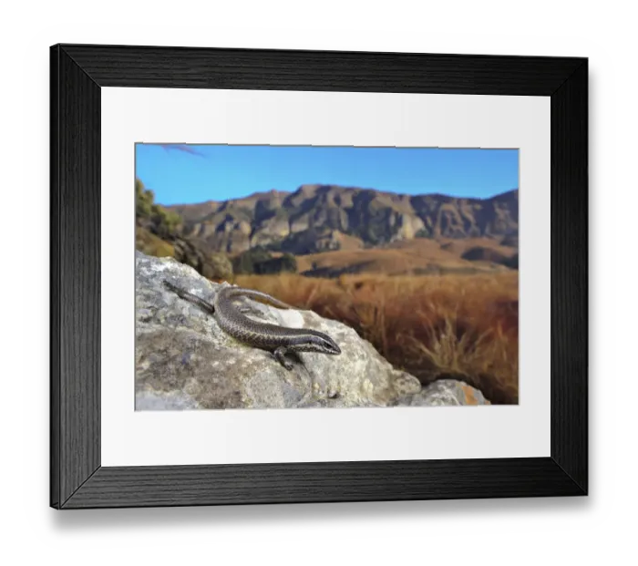 Framed Print : Striped Skink (Mabuya striata) adult, basking on rock in habitat, Drakensberg, South Africa Framed Print : Striped Skink (Mabuya striata) adult, basking on rock in habitat, Drakensberg, South Africa
