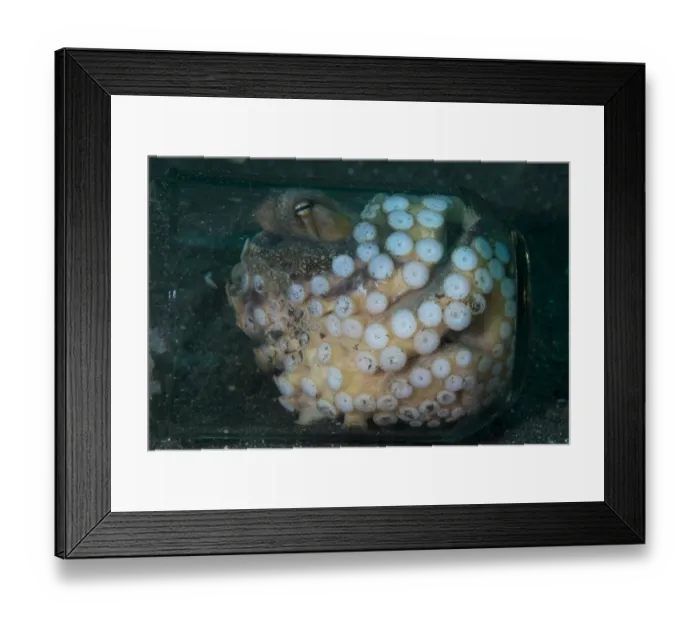 Framed Print : Veined Octopus (Amphioctopus marginatus) adult female, sheltering in glass jar, Lembeh Island, Sulawesi, Indonesia