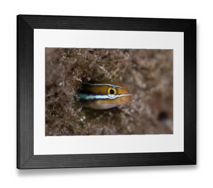 Framed Print : Blue-striped Fangblenny (Plagiotremus rhinorhynchos) adult, emerging from burrow, Blue Water Muck dive site, Uhak River, Wetar Island, Barat Daya Islands, Lesser Sunda Islands, Maluku Province, Indonesia Framed Print : Blue-striped Fangblenny (Plagiotremus rhinorhynchos) adult, emerging from burrow, Blue Water Muck dive site, Uhak River, Wetar Island, Barat Daya Islands, Lesser Sunda Islands, Maluku Province, Indonesia