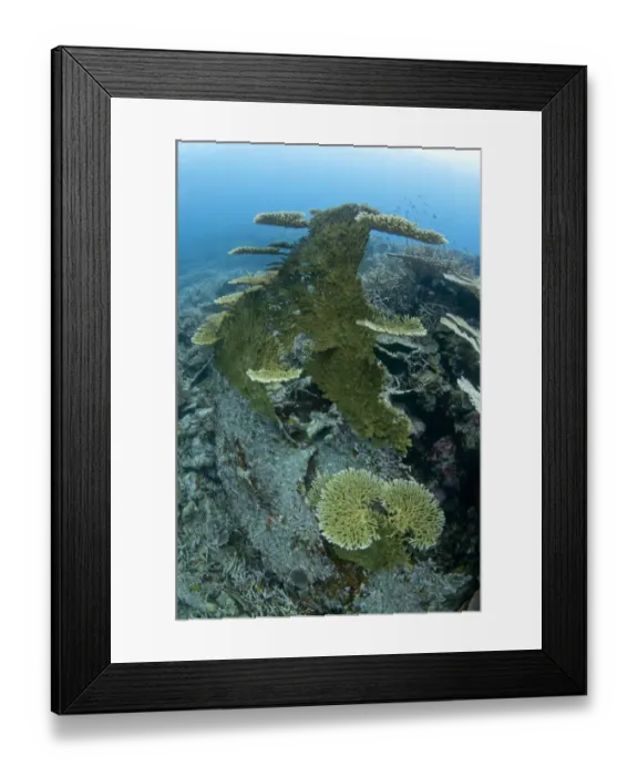 Framed Print : Large Table Coral (Acropora hyacinthus) toppled over with new coral shelves growing at right angles, in reef habitat, Banda, near Ambon Island, Maluku Islands, Banda Sea, Indonesia Framed Print : Large Table Coral (Acropora hyacinthus) toppled over with new coral shelves growing at right angles, in reef habitat, Banda, near Ambon Island, Maluku Islands, Banda Sea, Indonesia
