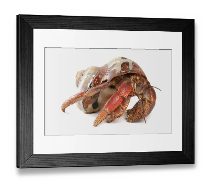 Framed Print : Caribbean Hermit Crab (Coenobita clypeatus) adult Framed Print : Caribbean Hermit Crab (Coenobita clypeatus) adult