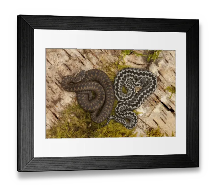 Framed Print : European Adder (Vipera berus) adult male and female, basking on birch log, Yorkshire, England, april Framed Print : European Adder (Vipera berus) adult male and female, basking on birch log, Yorkshire, England, april