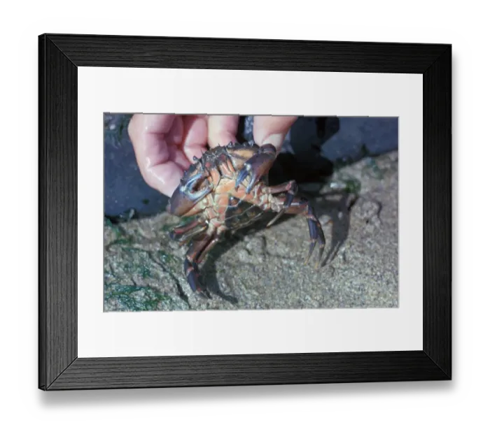 Framed Print : Shore Crab (Carcinus maenas) Female / underside Framed Print : Shore Crab (Carcinus maenas) Female / underside
