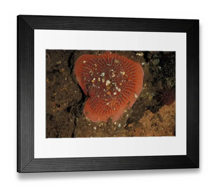 Framed Print : Dahlia Anemone (Tealia felina) Closed / retracted Framed Print : Dahlia Anemone (Tealia felina) Closed / retracted