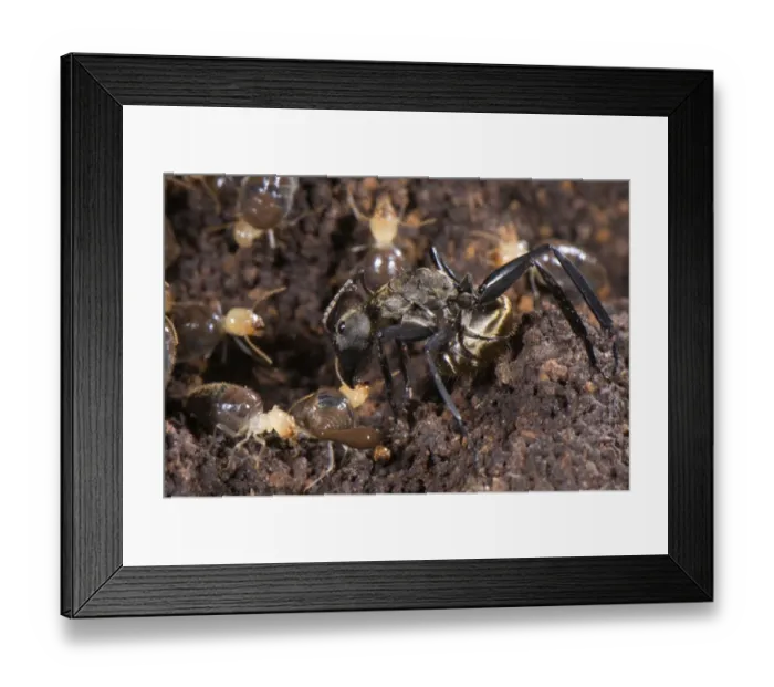 Framed Print : Ant (Formicidae sp. ) adult, preying on termites, Los Amigos Biological Station, Madre de Dios, Amazonia, Peru Framed Print : Ant (Formicidae sp. ) adult, preying on termites, Los Amigos Biological Station, Madre de Dios, Amazonia, Peru