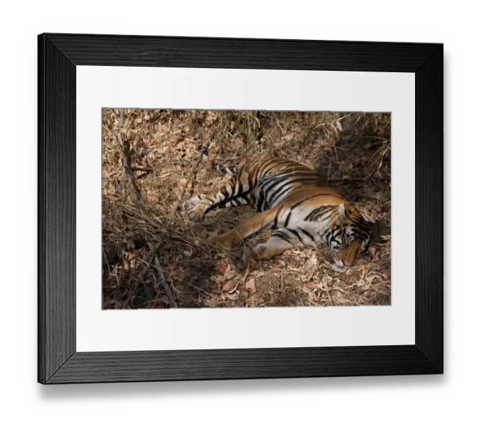 Framed Print : Indian Tiger (Panthera tigris) adult, sleeping, India Framed Print : Indian Tiger (Panthera tigris) adult, sleeping, India