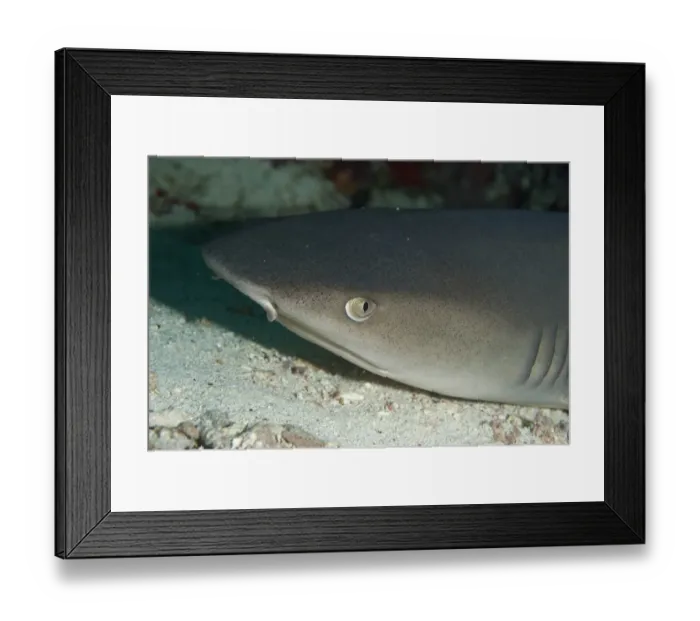 Framed Print : Whitetip Reef Shark (Triaenodon obesus) adult, close-up of head, Sipadan Island, Sabah, Borneo, Malaysia Framed Print : Whitetip Reef Shark (Triaenodon obesus) adult, close-up of head, Sipadan Island, Sabah, Borneo, Malaysia