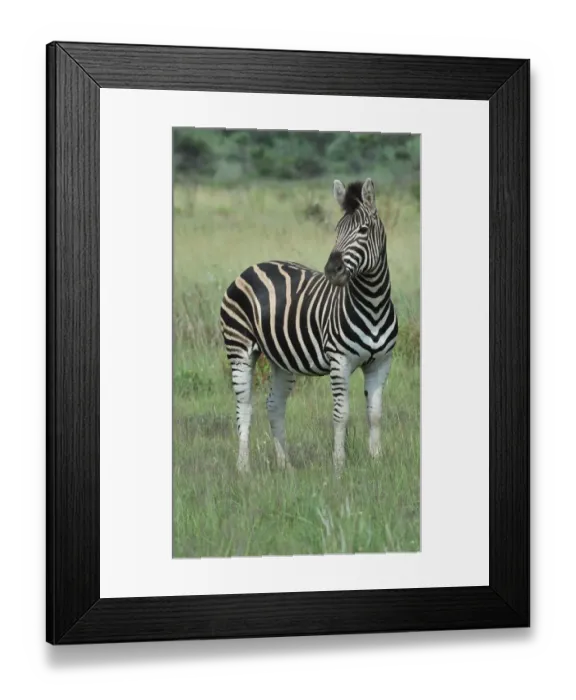 Framed Print : Burchell's Zebra (Equus quagga burchellii) adult, standing in lowveld grassland, Pilanesberg N. P. North West Province, South Africa Framed Print : Burchell's Zebra (Equus quagga burchellii) adult, standing in lowveld grassland, Pilanesberg N. P. North West Province, South Africa