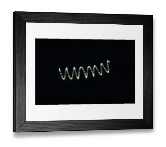 Framed Print : Plankton - Diatom (Rhizosolenia stolterfothii) Individual diatoms unite to form