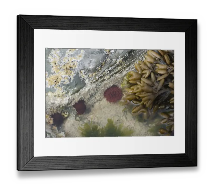Framed Print : Beadlet Anemone (Actinia equina) in rockpool at low tide, Brough Head, Mainland, Orkney, Scotland, june Framed Print : Beadlet Anemone (Actinia equina) in rockpool at low tide, Brough Head, Mainland, Orkney, Scotland, june