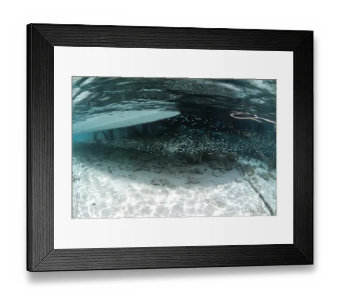 Framed Print : Shoal of small fish beside jetty, Sipadan island, Sabah, Borneo, Malaysia Framed Print : Shoal of small fish beside jetty, Sipadan island, Sabah, Borneo, Malaysia