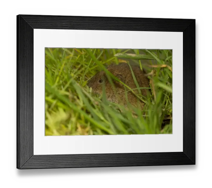 Framed Print : Field Vole (Microtus agrestis) adult, sitting amongst grass, Cornwall, England, may Framed Print : Field Vole (Microtus agrestis) adult, sitting amongst grass, Cornwall, England, may