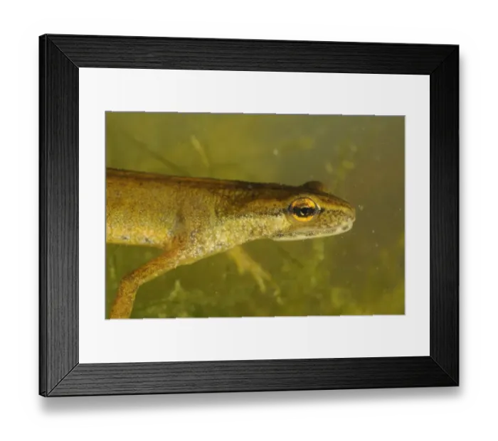 Framed Print : Smooth Newt (Lissotriton vulgaris) adult female, close-up of head, underwater, Italy, june Framed Print : Smooth Newt (Lissotriton vulgaris) adult female, close-up of head, underwater, Italy, june