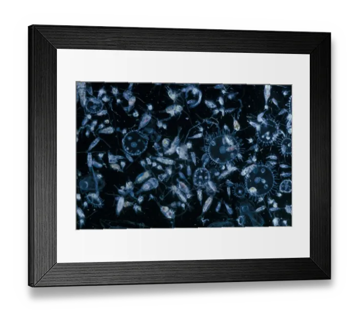 Framed Print : Plankton-Zooplankton Autumn. showing various copepods, cirupede nauplii and obelia medusal. FL006800 Framed Print : Plankton-Zooplankton Autumn. showing various copepods, cirupede nauplii and obelia medusal. FL006800