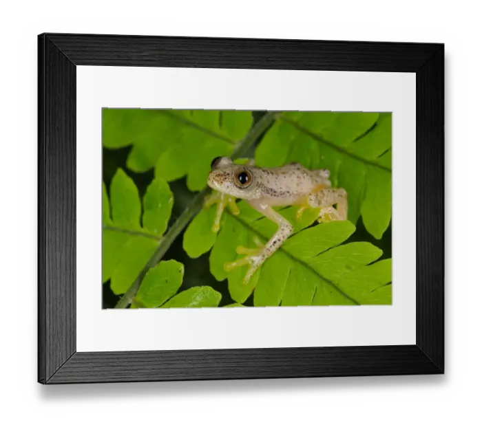 Framed Print : Liberian Banana Frog (Afrixalus laevis) adult, sitting on leaves in montane rainforest, Nyungwe Forest N. P. Rwanda Framed Print : Liberian Banana Frog (Afrixalus laevis) adult, sitting on leaves in montane rainforest, Nyungwe Forest N. P. Rwanda
