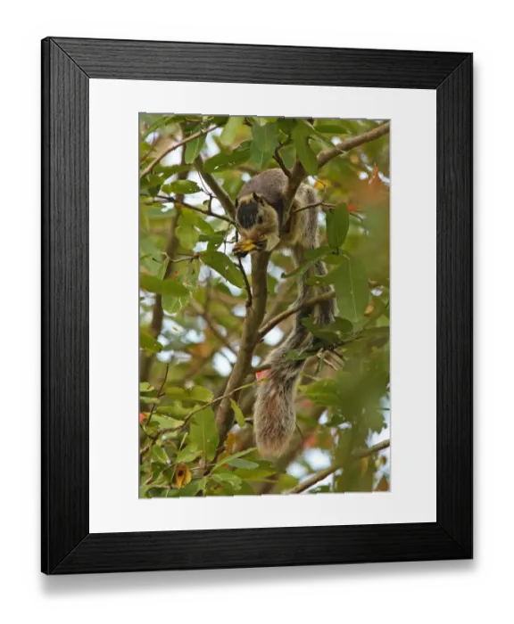 Framed Print : Grizzled Giant Squirrel (Ratufa macroura) adult, feeding on fruit in tree, Sri Lanka, december Framed Print : Grizzled Giant Squirrel (Ratufa macroura) adult, feeding on fruit in tree, Sri Lanka, december