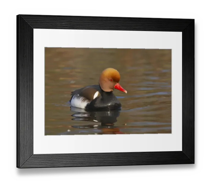 Framed Print : Red-crested Pochard (Netta rufina) adult male, swimming, Martin Mere W. W. T. (captive) Framed Print : Red-crested Pochard (Netta rufina) adult male, swimming, Martin Mere W. W. T. (captive)