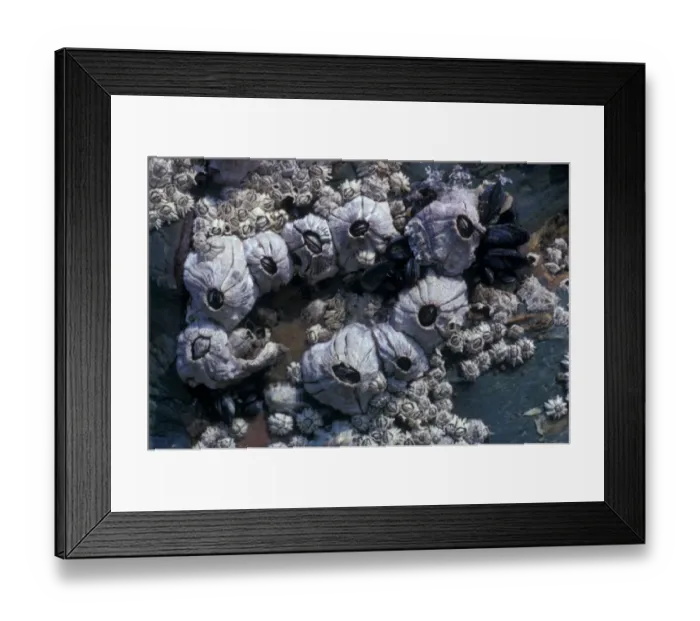 Framed Print : Shell - Barnacle (Balus perforatus) with Balanoides & Chthamalus stellatus, Patella vulgata& Framed Print : Shell - Barnacle (Balus perforatus) with Balanoides & Chthamalus stellatus, Patella vulgata&