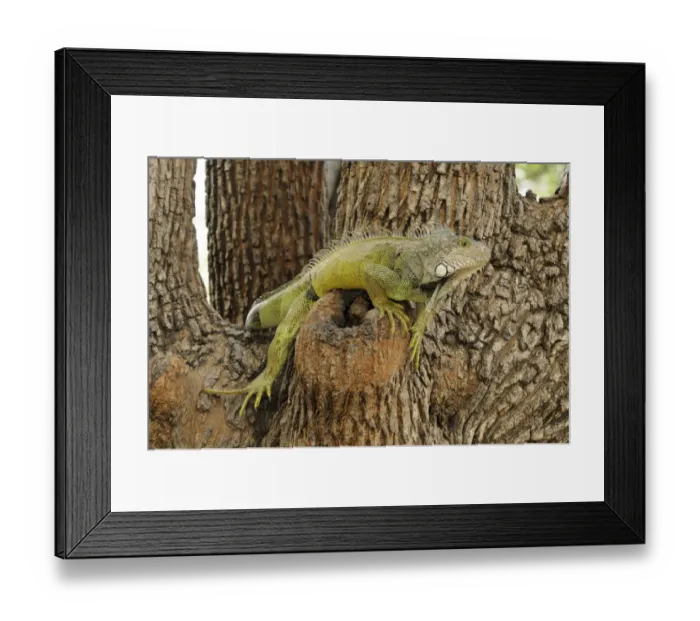 Framed Print : Green Iguana (Iguana iguana) adult, resting in tree, Parque Bolivar, Guayaquil, Ecuador Framed Print : Green Iguana (Iguana iguana) adult, resting in tree, Parque Bolivar, Guayaquil, Ecuador