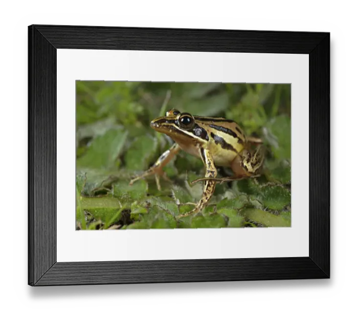 Framed Print : Banded Stream Frog (Strongylopus bonaespei) adult, sitting on leaves, South Africa Framed Print : Banded Stream Frog (Strongylopus bonaespei) adult, sitting on leaves, South Africa