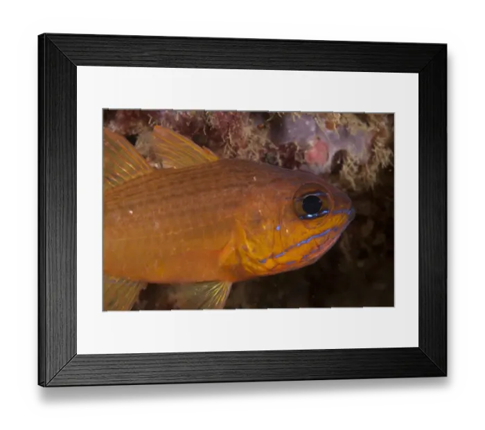 Framed Print : Yellow Cardinalfish (Apogon luteus) adult, close-up of head, Ambon Island, Maluku Islands, Banda Sea, Indonesia