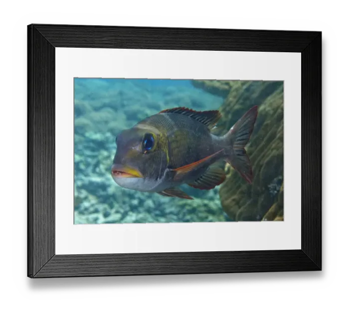 Framed Print : Humpnose Big-eye Bream (Monotaxis grandoculis) adult, swimming over reef, Sipadan Island, Sabah, Borneo, Malaysia Framed Print : Humpnose Big-eye Bream (Monotaxis grandoculis) adult, swimming over reef, Sipadan Island, Sabah, Borneo, Malaysia