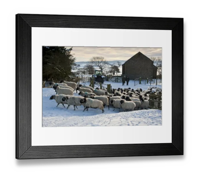Framed Print : Domestic Sheep, Swaledale ewes, flock moved into snow covered pasture, with tractor, farmers and stone barn, Whitewell, Lancashire, England, december Framed Print : Domestic Sheep, Swaledale ewes, flock moved into snow covered pasture, with tractor, farmers and stone barn, Whitewell, Lancashire, England, december