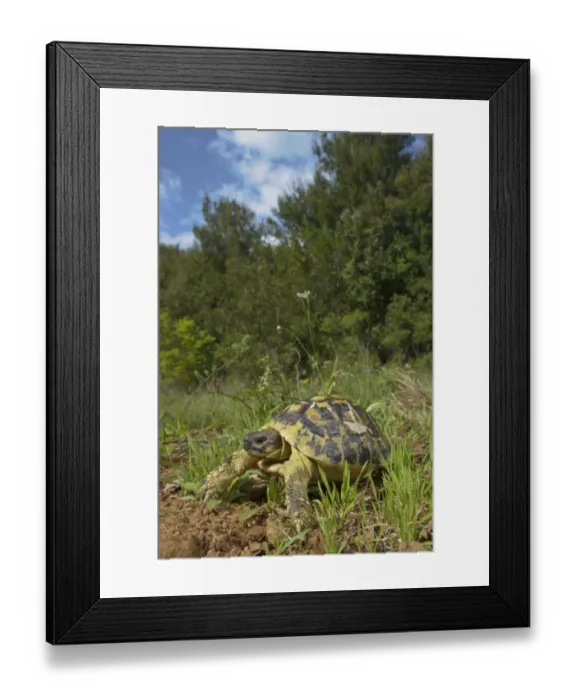 Framed Print : Hermann's Tortoise (Testudo hermanni) adult, standing in habitat, Italy, april Framed Print : Hermann's Tortoise (Testudo hermanni) adult, standing in habitat, Italy, april