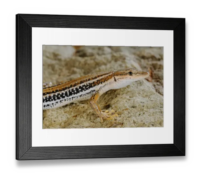Framed Print : Socotran Wall Lizard (Mesalina kuri) adult, close-up of head and front leg, Abd el Kuri Island, Socotra Archipelago, Yemen, april Framed Print : Socotran Wall Lizard (Mesalina kuri) adult, close-up of head and front leg, Abd el Kuri Island, Socotra Archipelago, Yemen, april