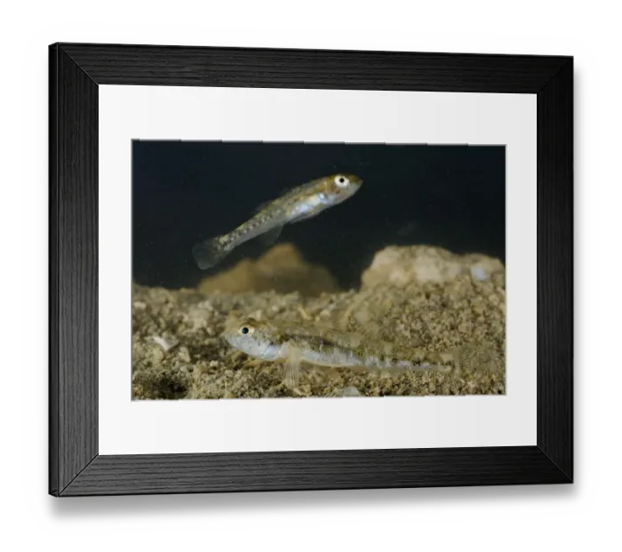 Framed Print : Adriatic Dwarf Goby (Knipowitschia panizzae) two adults, on gravel, Italy Framed Print : Adriatic Dwarf Goby (Knipowitschia panizzae) two adults, on gravel, Italy