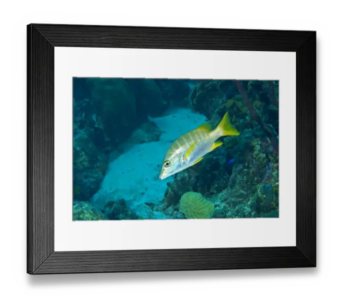Framed Print : Cubera Snapper (Lutjanus cyanopterus) adult, swimming over reef, Bonaire, Leeward Antilles, Lesser Antilles, Caribbean Framed Print : Cubera Snapper (Lutjanus cyanopterus) adult, swimming over reef, Bonaire, Leeward Antilles, Lesser Antilles, Caribbean