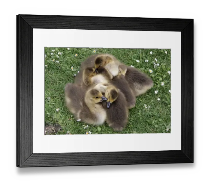 Framed Print : Canada Goose (Branta canadensis) introduced species, goslings, sleeping huddled together, London, England, may