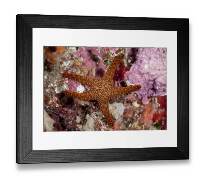 Framed Print : Indian Seastar (Fromia indica) adult, on reef, Wayil, Wayilbatan, West Papua, New Guinea, Indonesia Framed Print : Indian Seastar (Fromia indica) adult, on reef, Wayil, Wayilbatan, West Papua, New Guinea, Indonesia