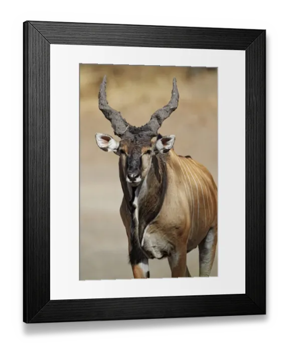 Framed Print : Giant Eland (Taurotragus derbianus) adult male, with mud on horns, Fatalah Reserve, Senegal, january Framed Print : Giant Eland (Taurotragus derbianus) adult male, with mud on horns, Fatalah Reserve, Senegal, january